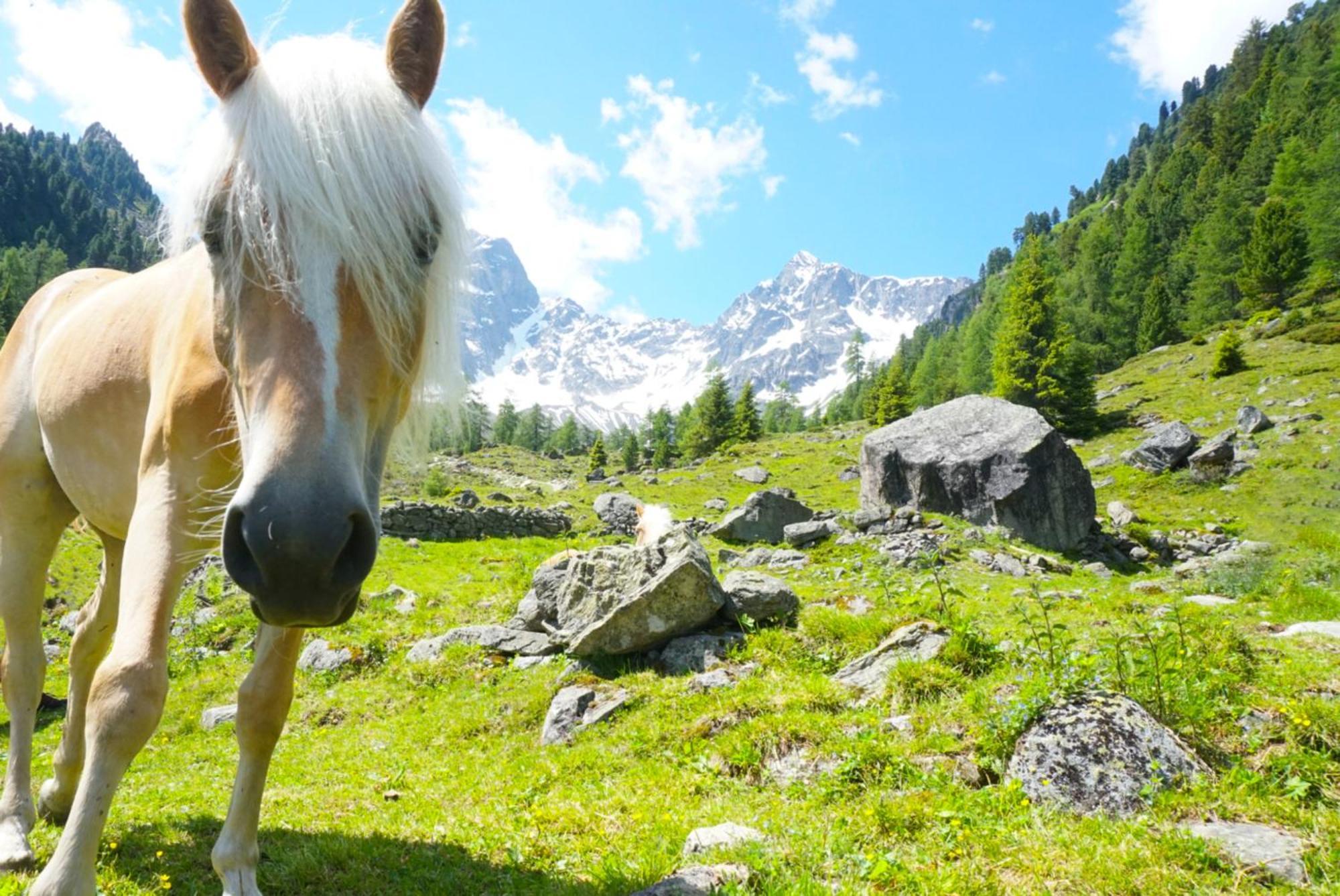 Apart Knabl Sankt Leonhard im Pitztal Camera foto